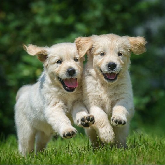 Pet-Dog training classes starting soon